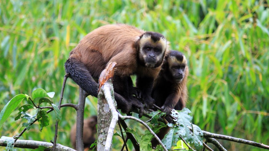 monkeys
