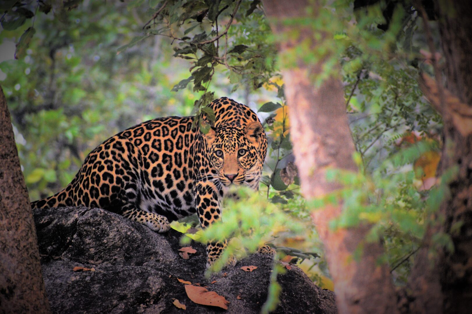 Wild India 