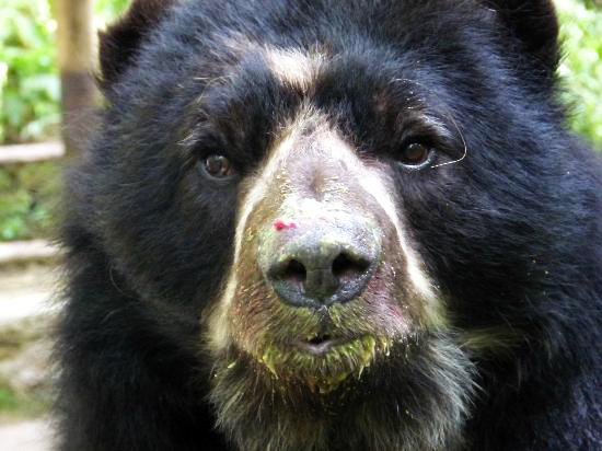 Andean Bear at Inkaterra_photo courtesy of Inkaterra