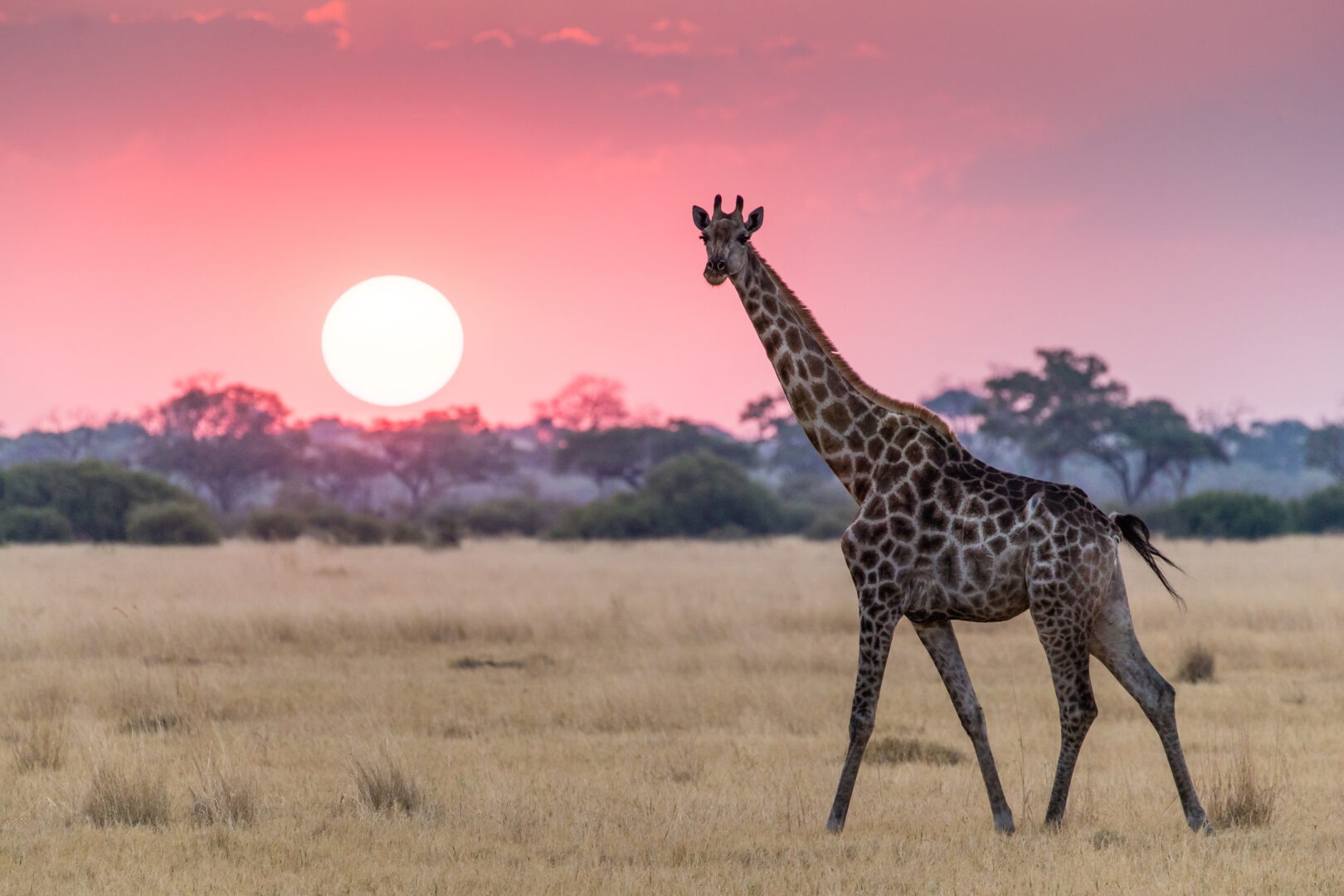 Victoria Falls and Botswana Highlights