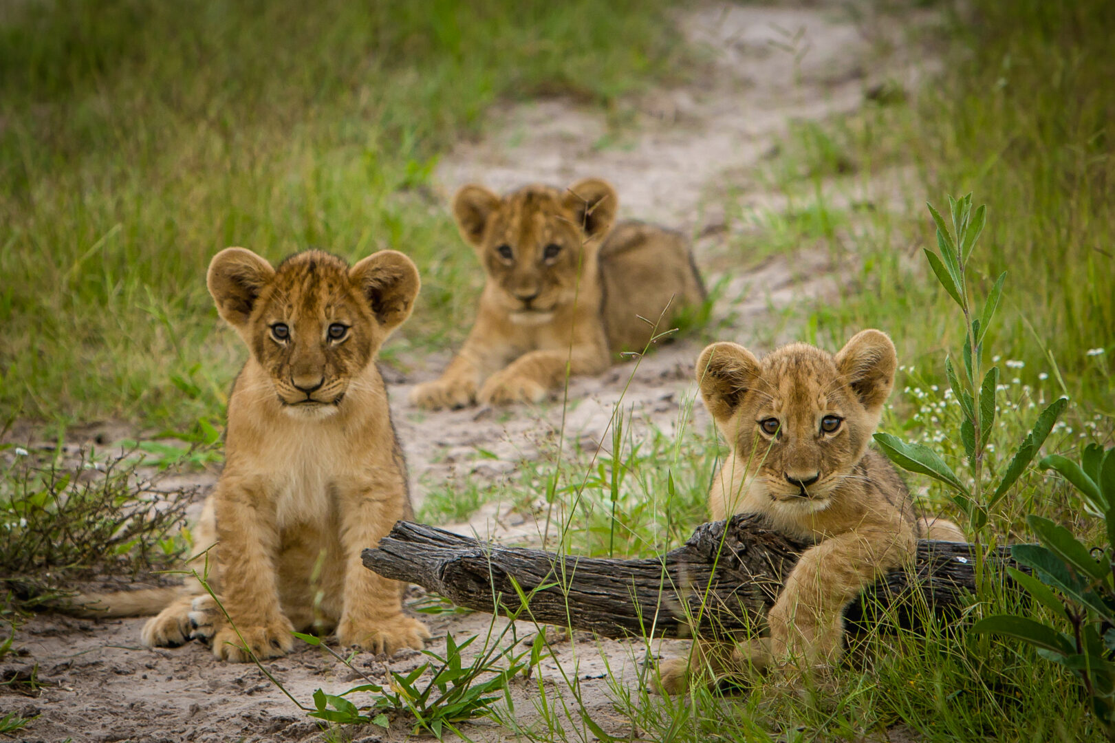 Botswana in Depth