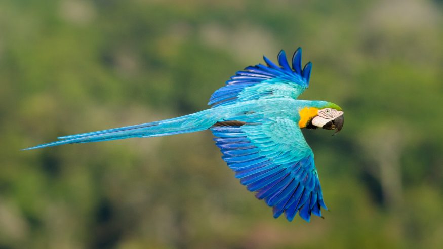 Cristalino Jungle Lodge_blue and gold macaw