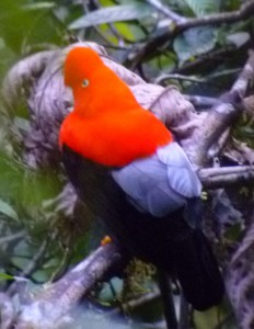 Cock of the Rock