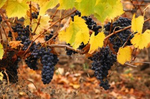 Chilean wine grapes