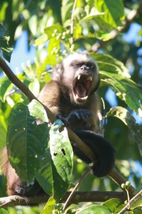 Peruvian Amazon