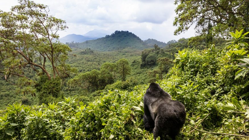 Gorilla in Uganda