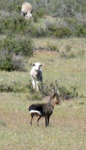 Sheep Steppe