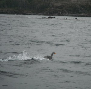 Steamer Duck