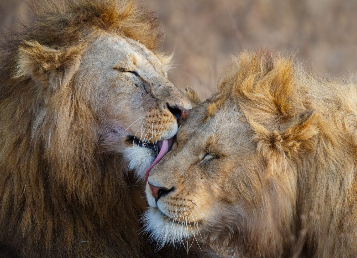 Tanzania Discovery