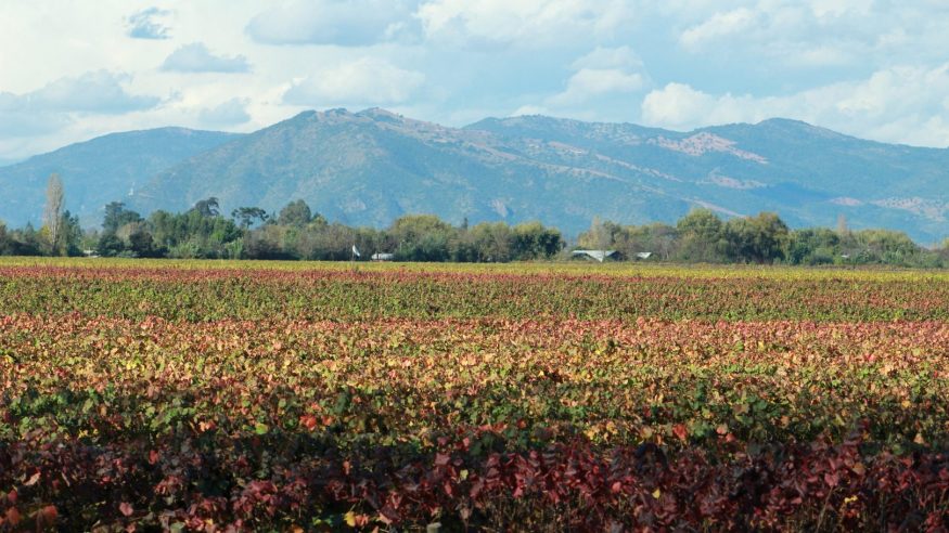 Viu Manent Vineyard