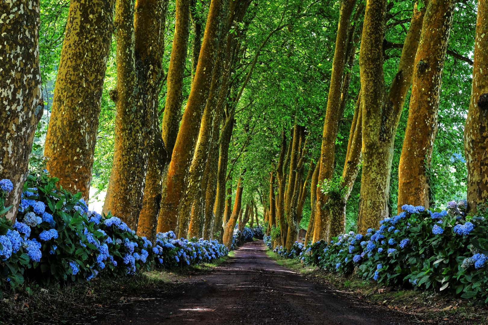 Azores
