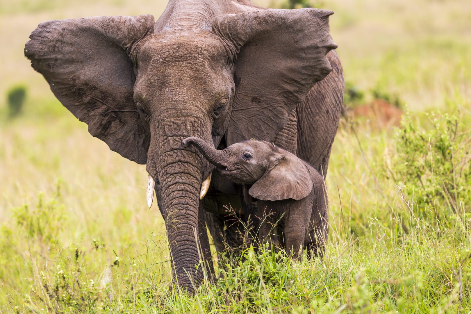 South Africa Safari Highlights