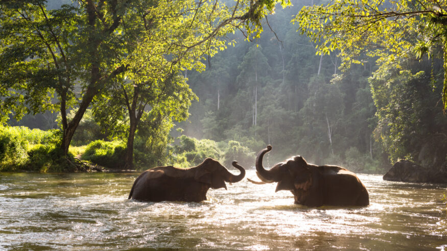 Thailand elephant