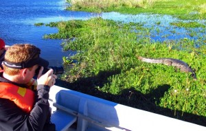 Up close with caiman