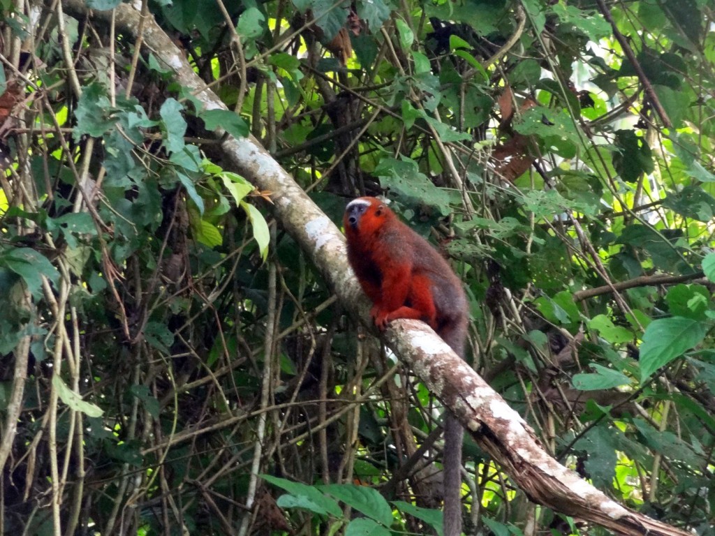 image013