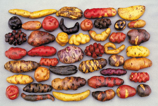 potatoes - peru travel and tours - vaya adventures